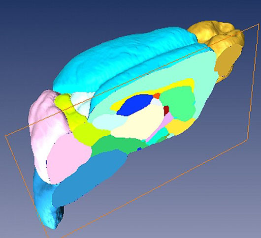 Sagittal cut through the 3D microMRI C57BL/6J mouse brain atlas