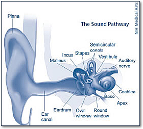 Illustration showing the sound pathway