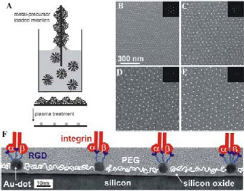 Figure 2: Micellar block copolymer lithography and biofunctionalization
