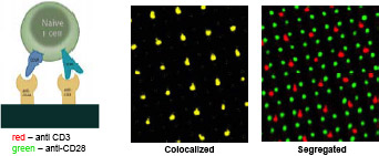 Figure 3: Colocalized surfaces contained 2 μm dots, spaced on 7 um apart on a square lattice, comprised of antibodies to both CD3 and CD28