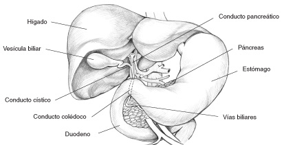 Imagen del sistema biliar incluyendo el hígado, vesícula biliar, el conducto cistico, conducto biliar común, duodeno, conducto pancreático, estomago, páncreas, y  conducto hepático común.