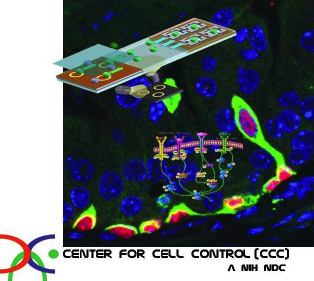 Center for Cell Control (CCC)