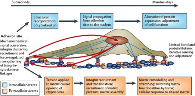 Figure 1: Cellular processes of mechanosensing and responses