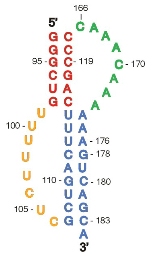 Sequence and secondary structure of the conserved pseudoknot region of human telomerase RNA studied by UCLA biochemists