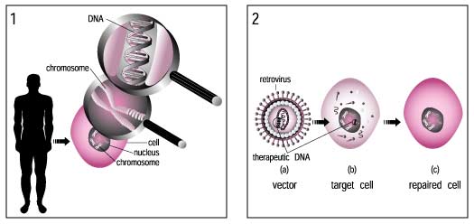illustration of DNA and the units that compose it (cell, nucleus, chromosomes) and illustration of a vector, target cell, and repaired cell