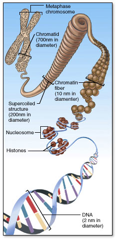 left handed DNA image