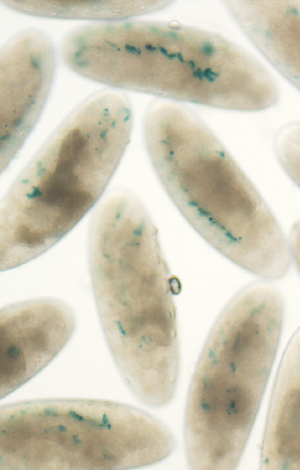 Fly embryo images showing heart phenotype mutation