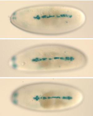 Fly embryo images showing heart phenotype mutation