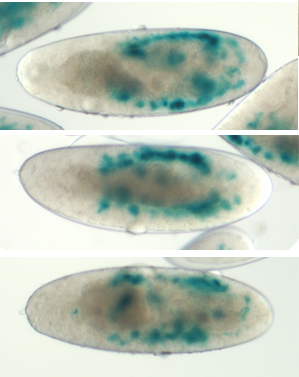 Fly embryo images showing heart phenotype mutation