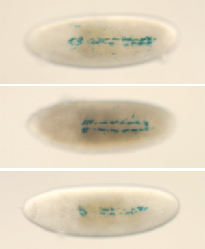 Fly embryo images showing heart phenotype mutation
