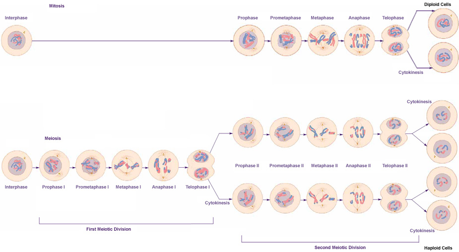 Illustartion of the two kinds of cell division--Mitosis and Meiosis