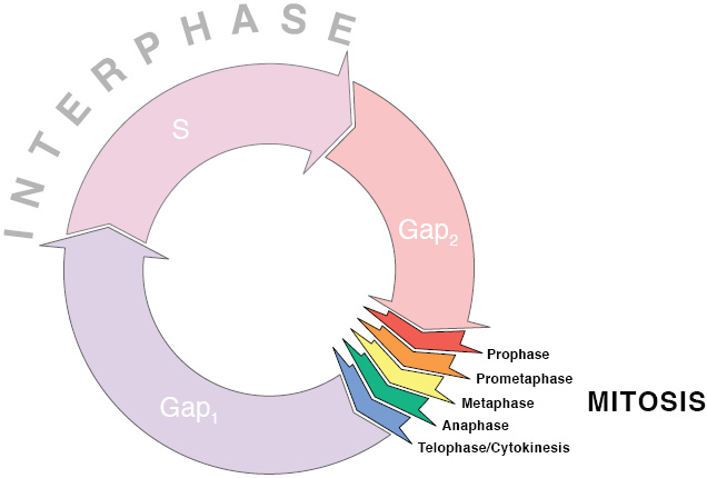 A typical animal cell cycle lasts roughly 24 hours, but depending on the type of cell, it can vary in length from less than 8 hours to more than a year. Most of the variability occurs in G1.