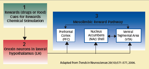 OREXIN STIMULATION DRIVES DRUG-SEEKING - graphic