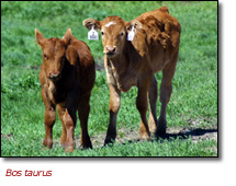 Photo of calves