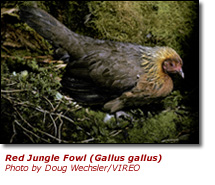 Red Jungle Fowl (Gallus gallus)