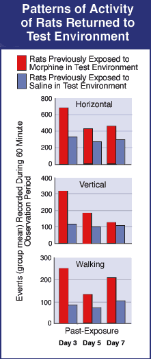 Morphine Trends on Rats