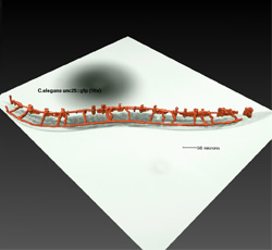 GABAergic neurons in C. elegans: low power.