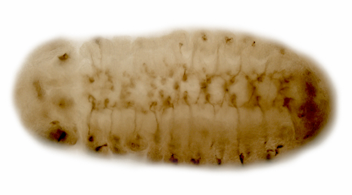 Fly embryo showing nervous system phenotypic mutation