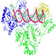 HIV-1 Reverse Transcriptase with DNA bound