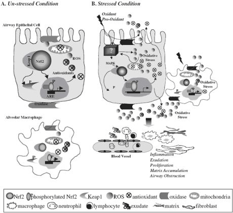 Nrf2-antioxidant defense system in airway cells.  In normal physiologic conditions (A), a balance between antioxidants and oxidants maintains cellular redox equilibrium.  Under stressed condition (B), oxidative stimuli could accelerate ROS production, directly or indirectly, and activate Nrf2 for production of ARE-driven antioxidants, while overwhelming ROS over antioxidant capacity may cause oxidative injury leading to pulmonary pathologic symptoms. (From Cho et al., Antioxidant Redox Signal, 2006)