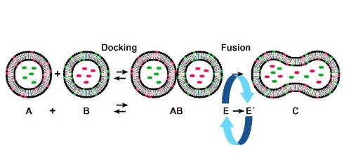 The Membrane Fusion Reaction