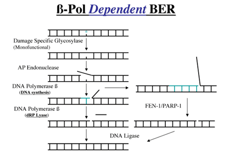 β-Pol Dependent BER
