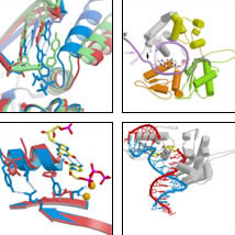 Enzymology & Structure of DNA Polymerase β