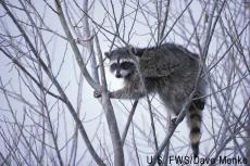 Photograph of a raccoon in a tree