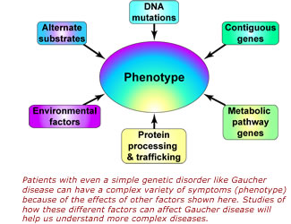 Patients with even a simple genetic disorder like Gaucher disease can have a complex variety of symptoms (phenotype) because of the effects of other factors shown here. Studies of how these different factors can affect Gaucher disease will help us understand more complex diseases.