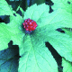 Goldenseal