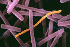 Color enhanced scanning electron micrograph (SEM) of the bacteria Lactobacillus acidophilus. A spirochete bacteria can also be seen at center.
