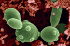 Saccharomyces boulardi (large cells) found along with bacteria in fermented fruit juice. Image width W: 18.3 micrometers.