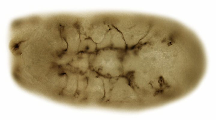 Fly embryo showing nervous system phenotypic mutation