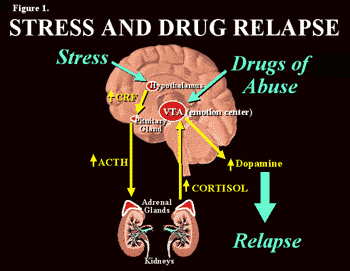 diagram of brain - see explanation in text