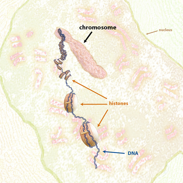 Illustration of Chromosome