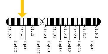 The USH1C gene is located on the short (p) arm of chromosome 11 at position 14.3.
