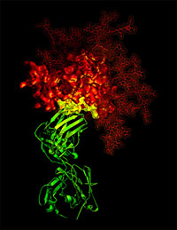 3-D X-ray crystallographic image showing the broadly neutralizing antibody b12 (green ribbon) in contact with a critical target (yellow) for vaccine developers on HIV-1 gp120 (red).