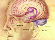 un ilustración del cerebro