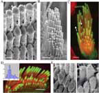 Dynamic regulation of stereocilia structure.