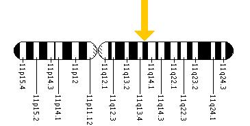 The MYO7A gene is located on the long (q) arm of chromosome 11 at position 13.5.