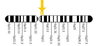 The AR gene is located on the long (q) arm of the X chromosome between positions 11.2 and 12.
