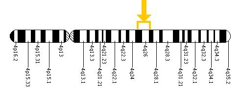 The ANK2 gene is located on the long (q) arm of chromosome 4 between positions 25 and 27.