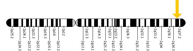 The ATG16L1 gene is located on the long (q) arm of chromosome 2 at position 37.1.