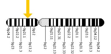 The APTX gene is located on the short (p) arm of chromosome 9 at position 13.3.