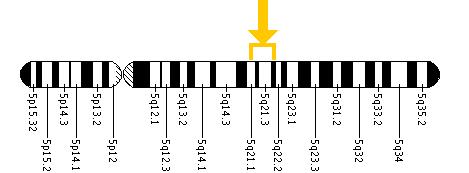 The APC gene is located on the long (q) arm of chromosome 5 between positions 21 and 22.