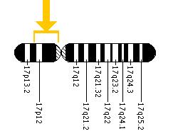 The ACADVL gene is located on the short (p) arm of chromosome 17 between positions 13 and 11.