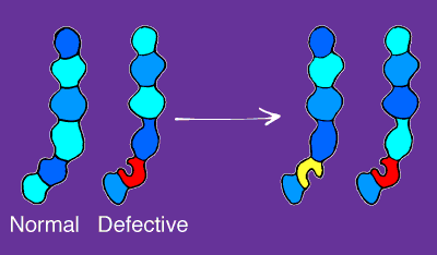 It takes two "hits" to turn a cell into a tumor cell, one hit on each allele. Family members who inherit the VHL gene are born with the first hit (red); later in life, the second allele may be hit as well (yellow).