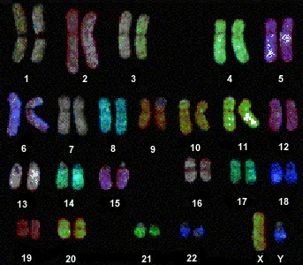23 pairs of chromosomes