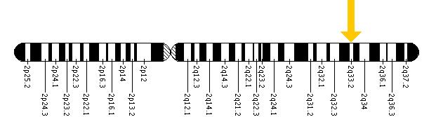 The ALS2 gene is located on the long (q) arm of chromosome 2 at position 33.2.