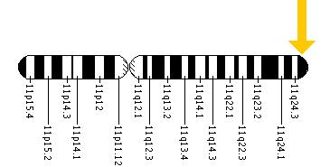The ACAD8 gene is located on the long (q) arm of chromosome 11 at position 25.
